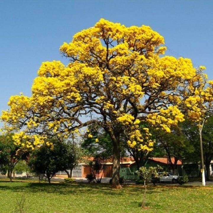 BẦU CÂY PHONG LINH VÀNG GIỐNG( CHUỒNG VÀNG NÚI)