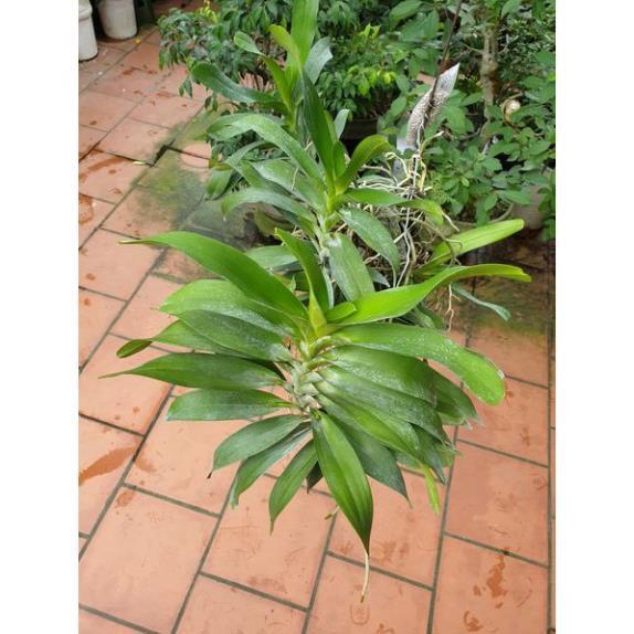 Hoa lan Giáng hương quế nâu