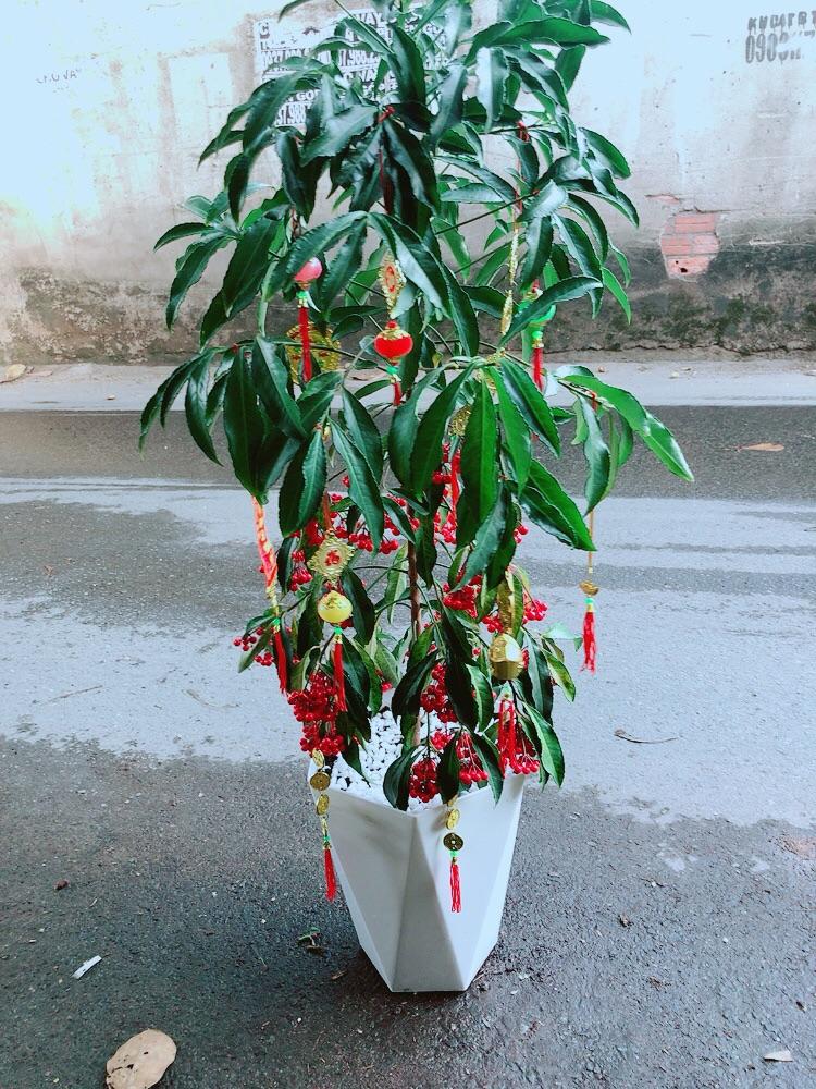 Chậu Cây Kim Ngân Lượng