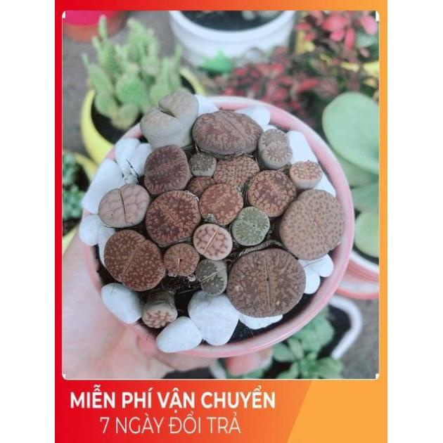 Chậu Cây Thạch Lan