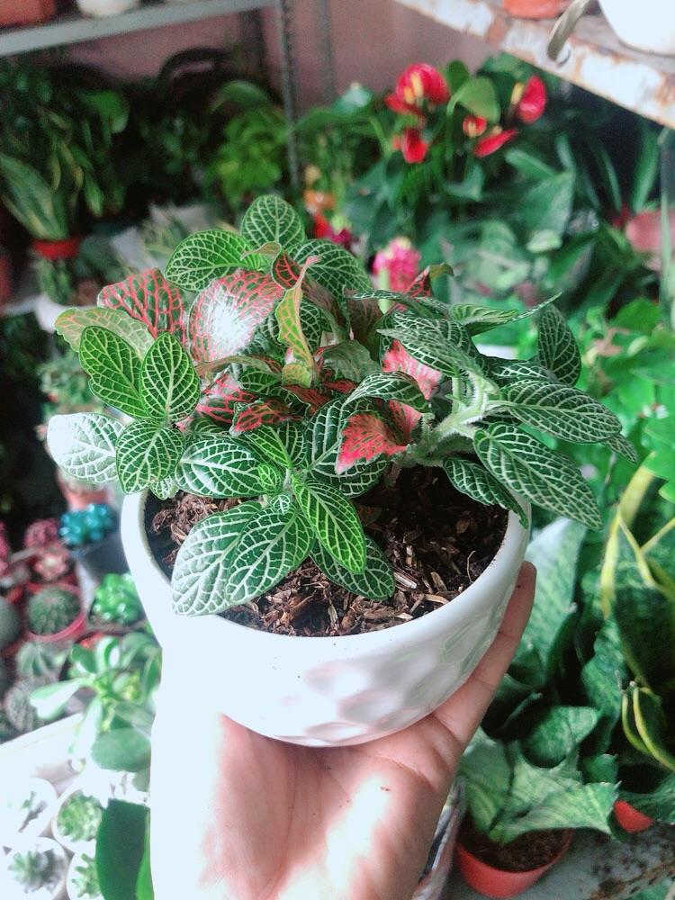 Chậu Cây Cẩm Nhung