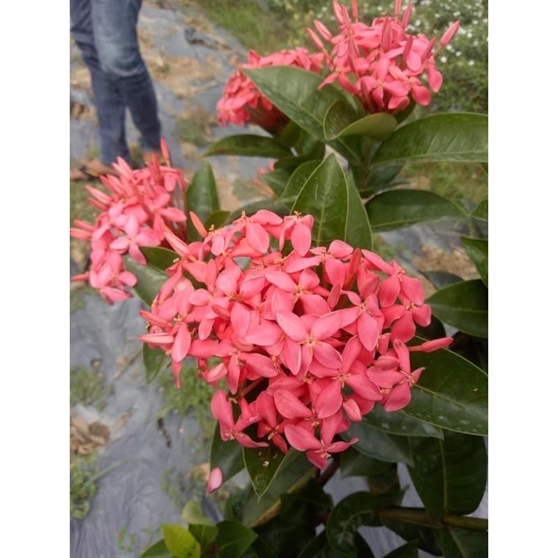 Cây mẫu đơn mỹ hồng cao 45-50cm