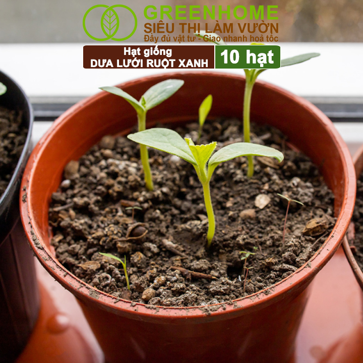 Hạt Giống Dưa Lưới Ruột Xanh Lai F1 Greenhome, Gói 10 Hạt, Dễ Trồng Quanh Năm, Nảy Mầm Cao, T28