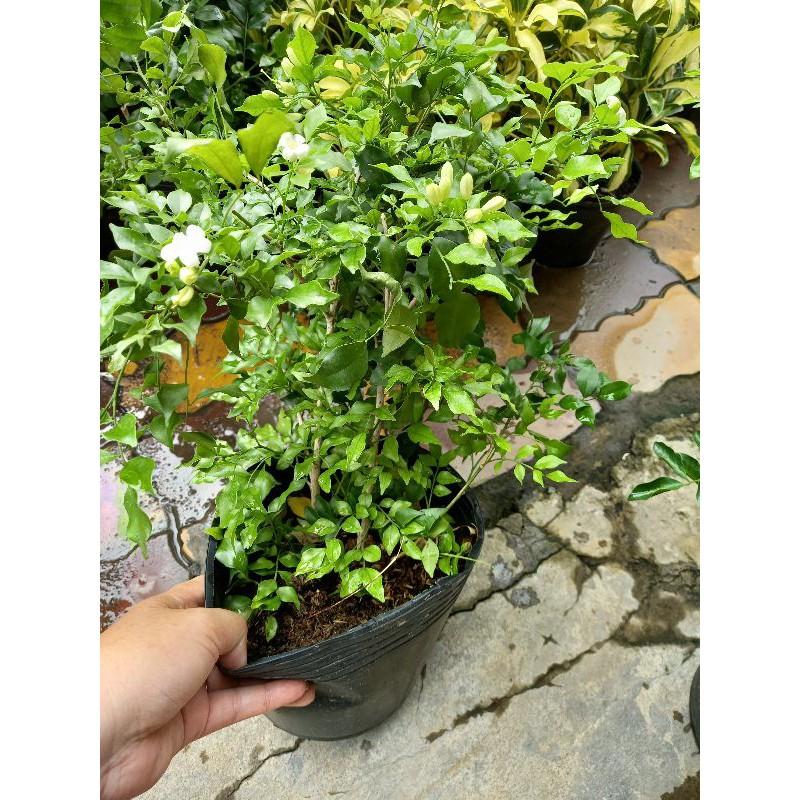 ️Cây nguyệt quế️