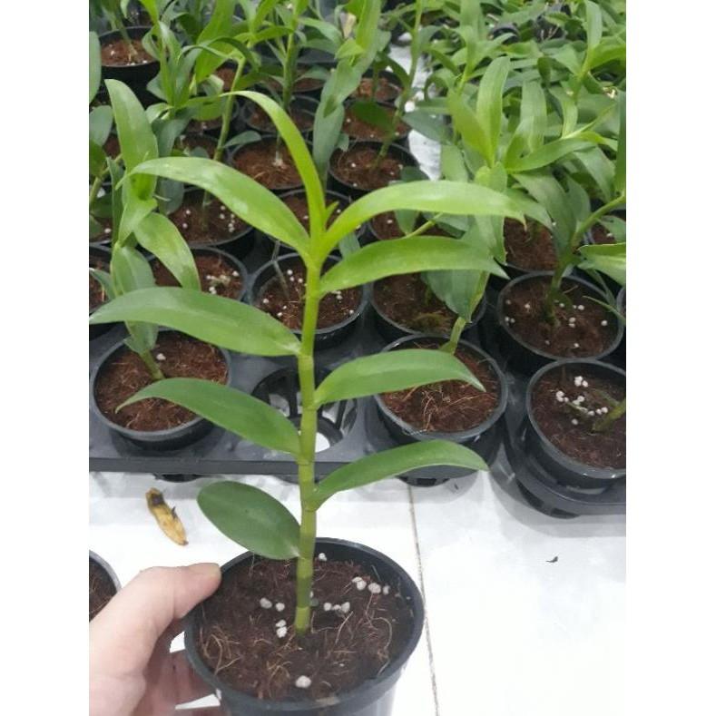 Hoa phong lan - 5ct hiển oanh