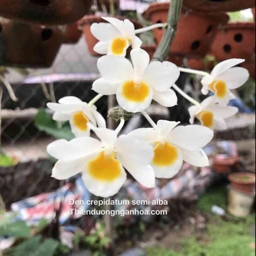 LAN LONG TU ĐÁ- LAN RỪNG - GỬI ĐI NGUYÊN GIÒ