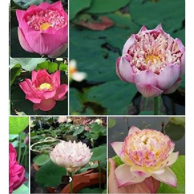 Combo 5 gói hạt giống hoa sen bách diệp các loại-gói 5 hạt-tặng kèm 1 gói kích thích nảy mầm