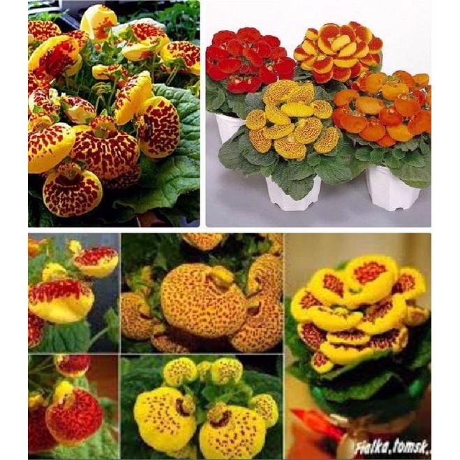 Hạt giống hoa huyền sâm mix màu -1 gói 30 hạt