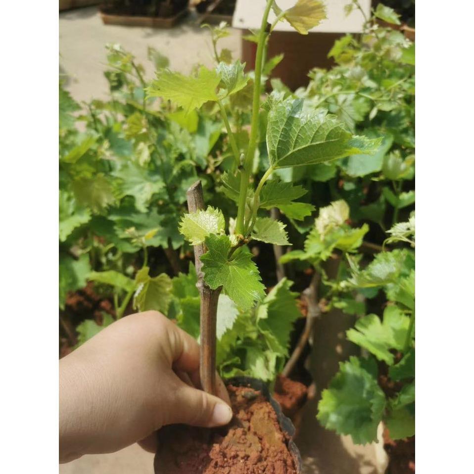 Cây nho mỹ giống không hạt ra quả siêu sớm -Không giao dc 19 tỉnh Miền Nam