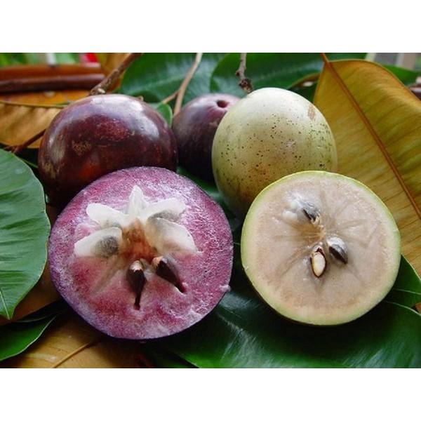 Cây giống Vú Sữa Lò rèn .