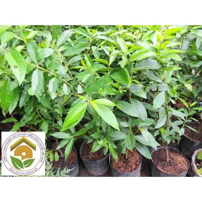 Combo 10 cây Vối giống.