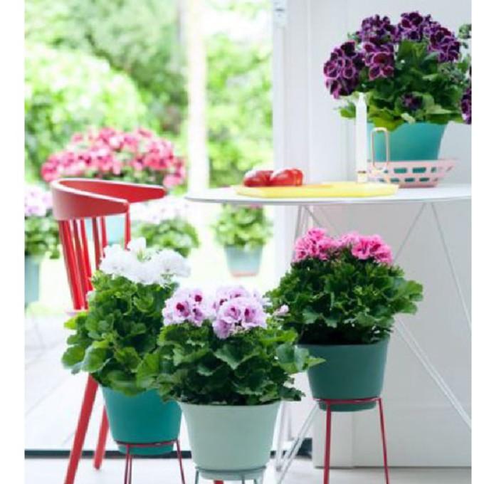 Hạt giống hoa Thiên Trúc Quỳ Mix 10 hạt/gói