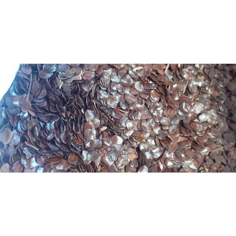 250 gram hạt muồng đen giống