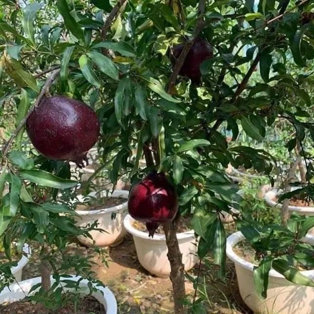 Cây Lựu Tím trồng chậu