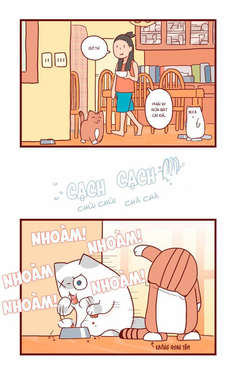 saphie: chú mèo một mắt chapter 11 5