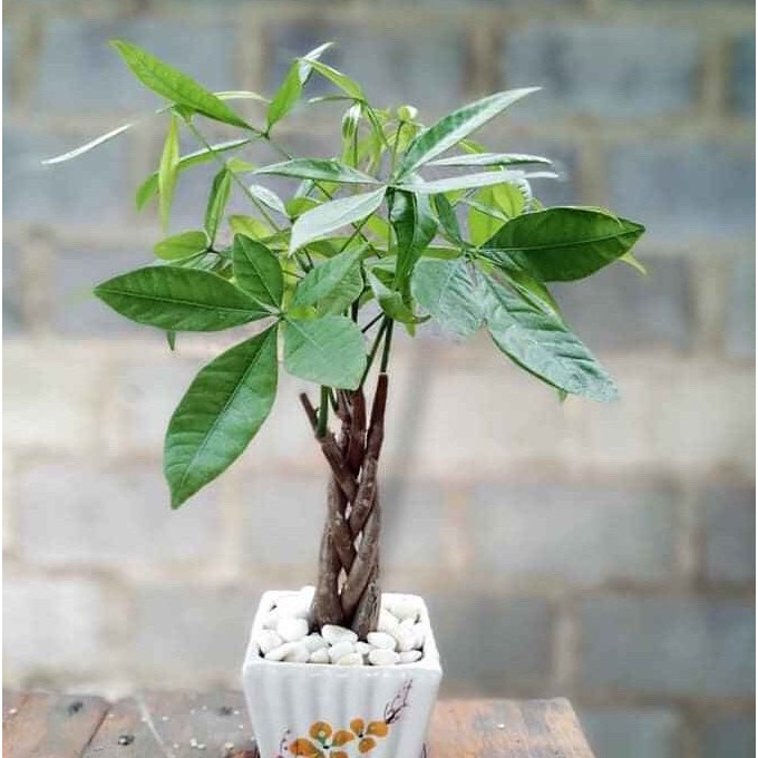 Cây kim ngân mẫu mới