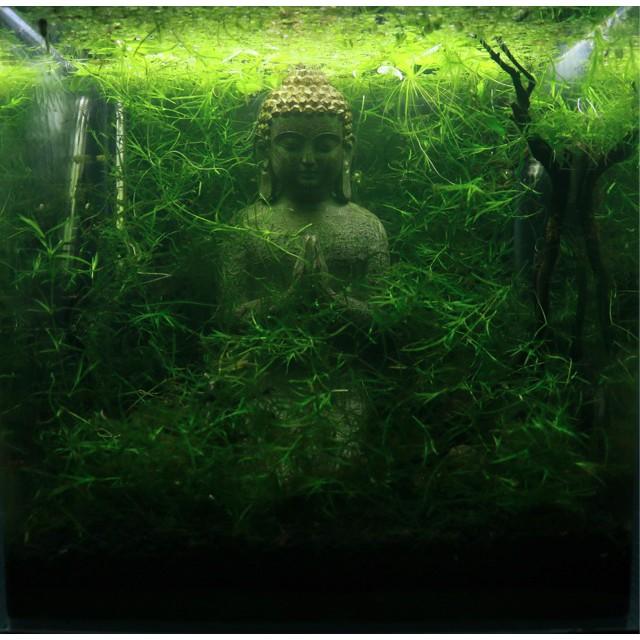 Tượng Phật Trang Trí " Lost World " - Hồ Thủy Sinh - Bể Bán Cạn- Non Bộ, Trang Trí Nhà Cửa