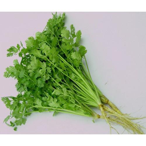HẠT GIỐNG NGÒ BẠC LIÊU cao sản