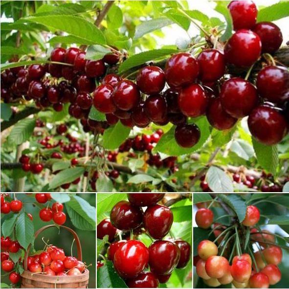 Hạt Giống Cherry F1 CT296 - Gói 10 hạt