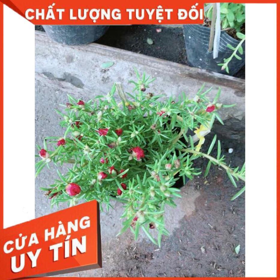 Hoa mười giờ Nhiều Người Mua