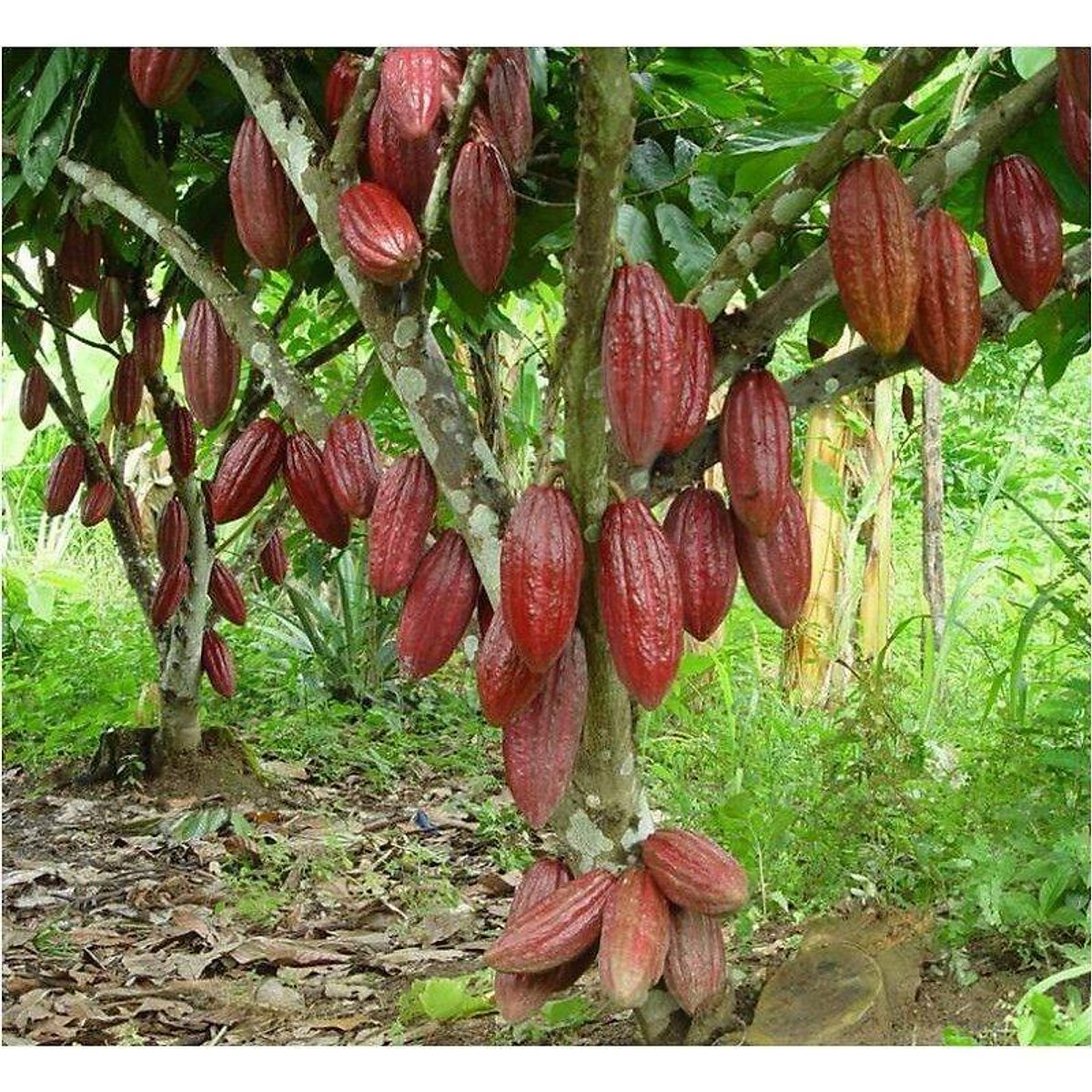 GIỐNG CÂY CACAO
