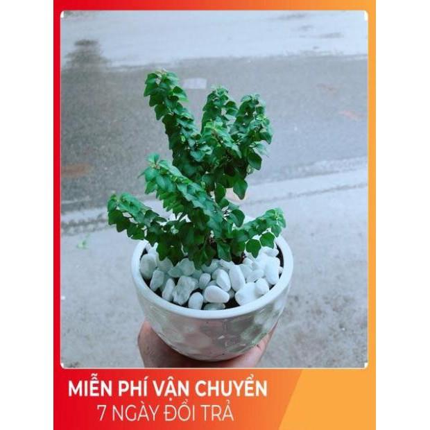 Chậu Cây Vân Sam