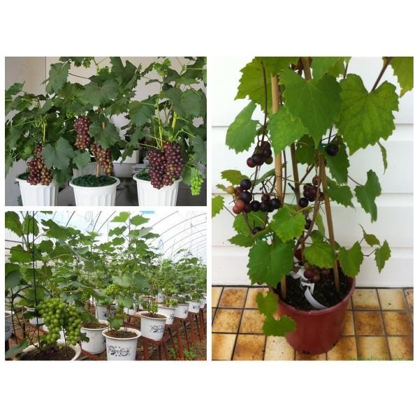 CÂY GIỐNG NHO LEO PHÁP DÒNG QUẢ SỚM