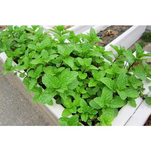 COMBO 3 loại Hạt giống rau gia vị CHỈ 20K