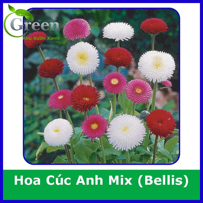 Hạt Giống Hoa Cúc Anh (Cúc Bellis) Tròn Lùn Mix (100H)