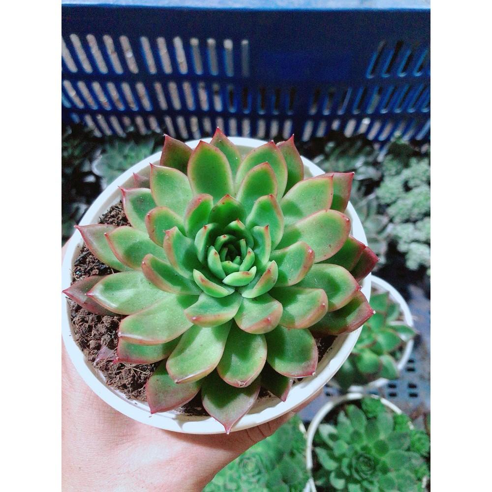 Sen Đá Viền Đỏ Kèm Chậu Sứ