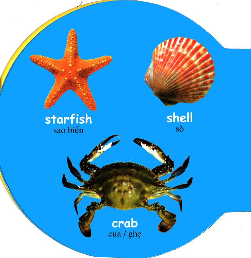 Từ Điển Anh - Việt Bằng Hình: Sea Animals - Động Vật Biển - ảnh 4