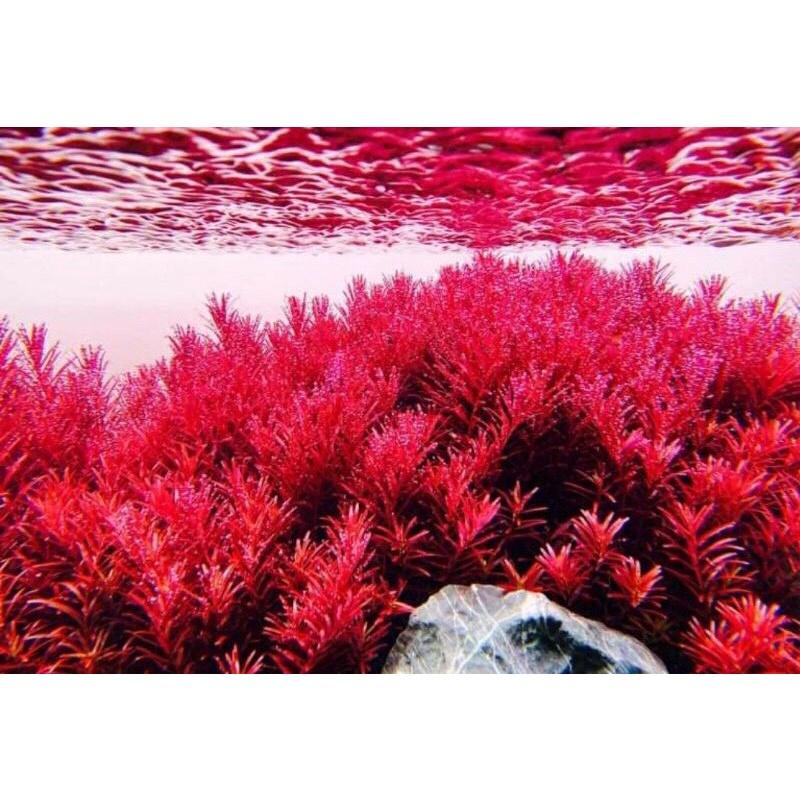 Cây Vảy Ốc Rotala 14 ngọn - Cây Thuỷ Sinh Cắt Cắm