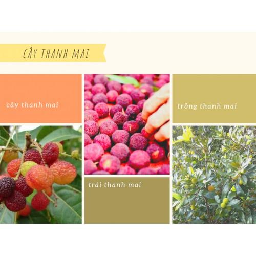 CÂY GIỐNG HOA THANH MAI