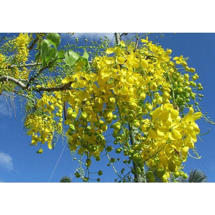 CÂY giống HOA HOÀNG YẾN