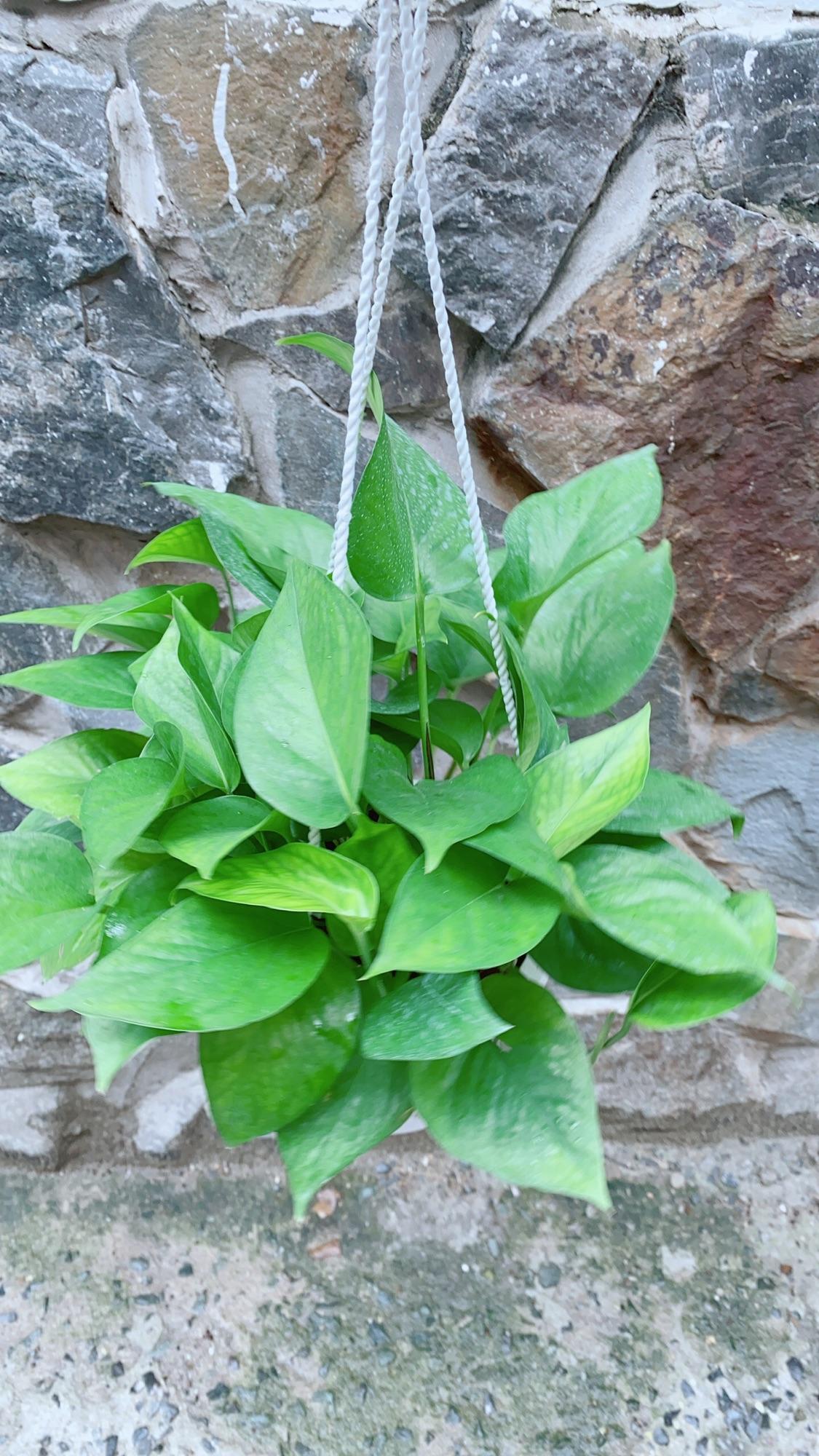 Chậu Trầu Bà Thái Xanh