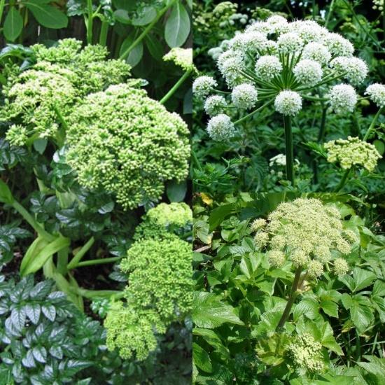 Hạt giống Cây Dược Liệu Bạch chỉ - Gói 50 Hạt/tặng kèm gói phân bón lót