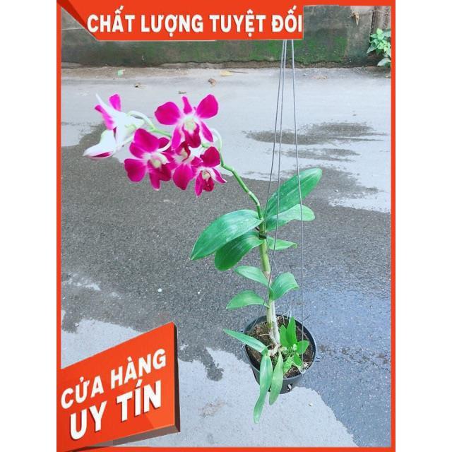 Chậu Lan Dendro