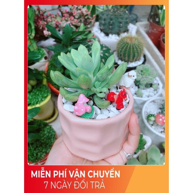 Chậu Sen Đá Tiểu Cảnh