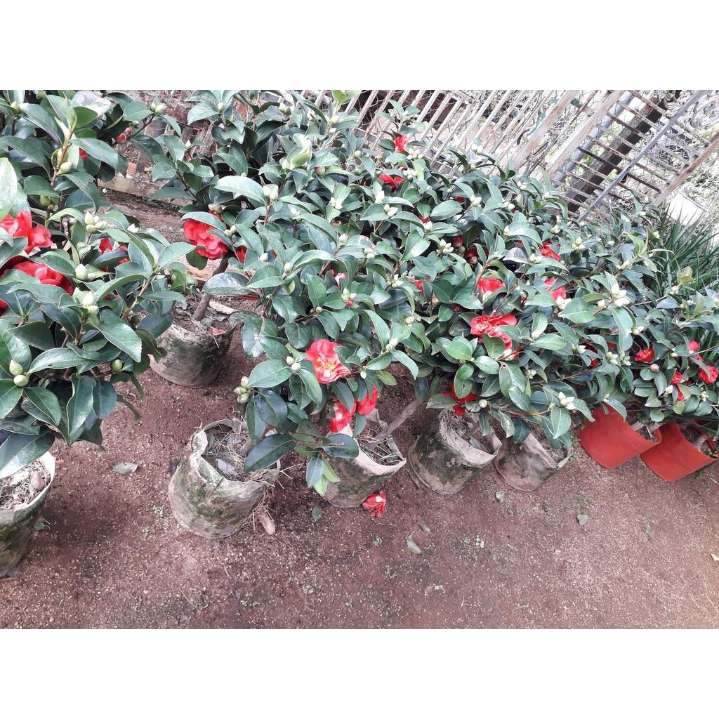 CÂY GIỐNG HỒNG TRÀ.