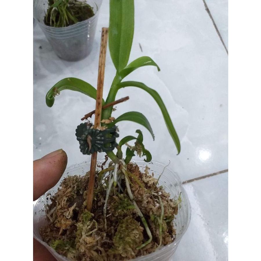 Phi điệp 5ct mắt nai hòa bình hàng gieo hạt