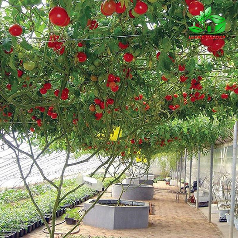 Hạt Giống Cà Chua Leo Giàn  CT285 - Gói 10 hạt