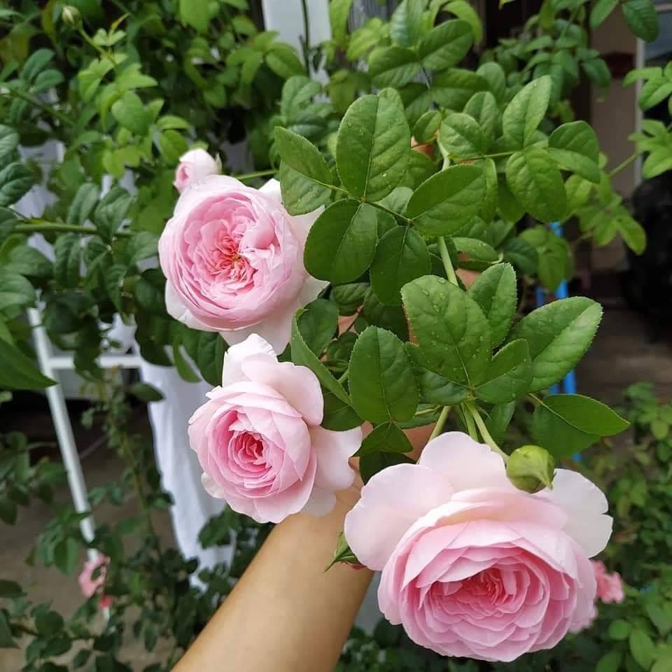 COMBO 4 CÂY GIỐNG HOA HỒNG LEO