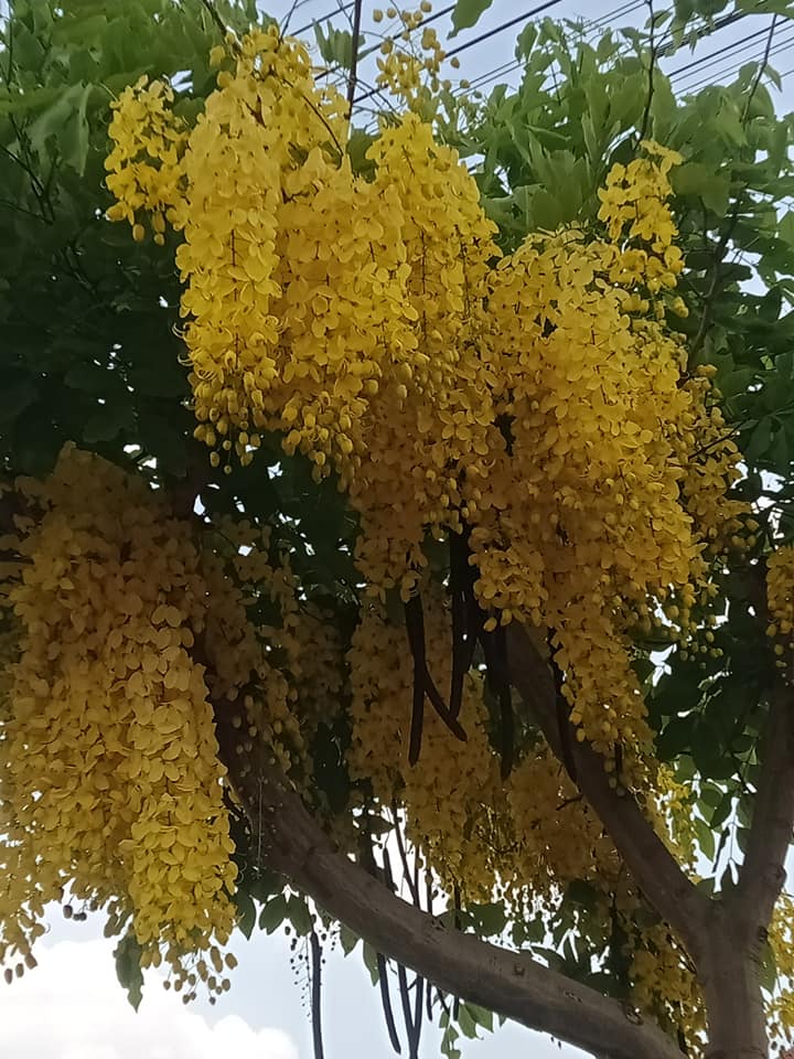 Hạt giống muồng hoàng yến