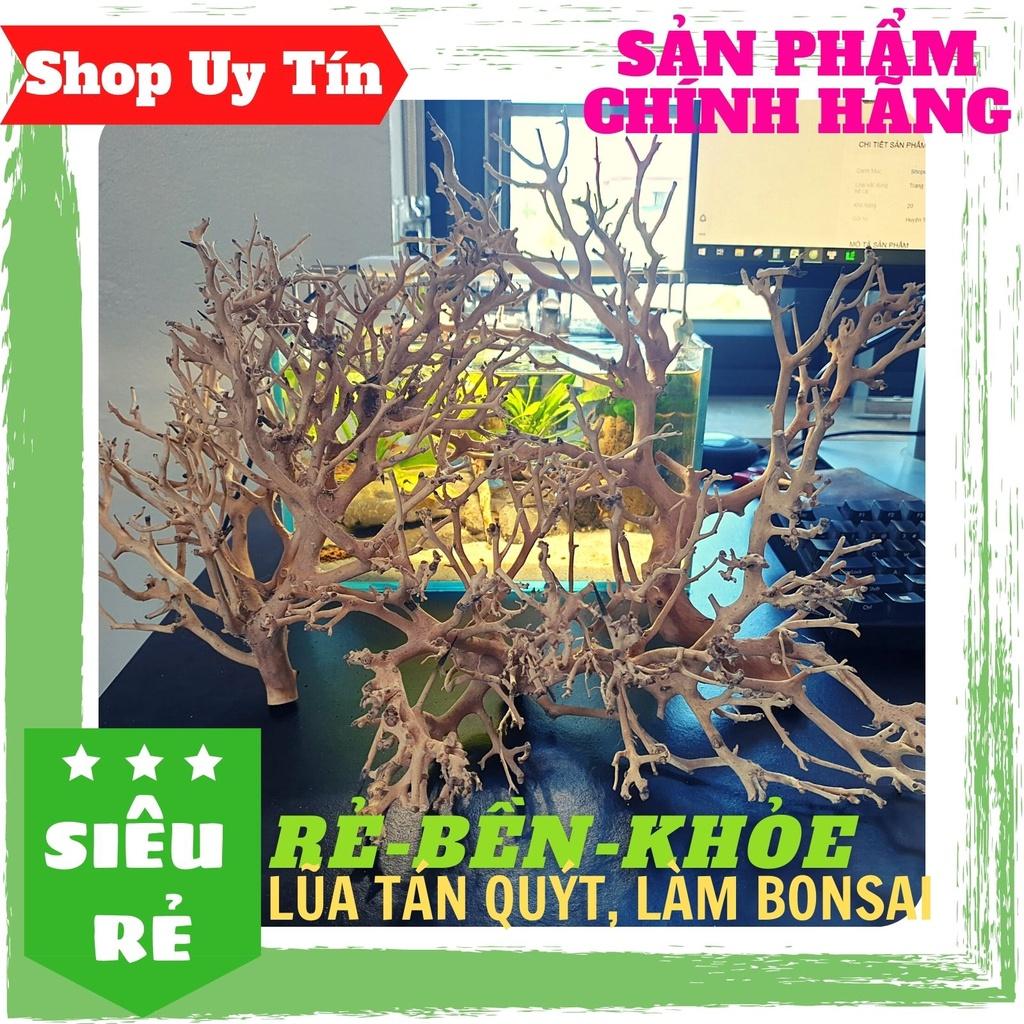 LŨA XƯƠNG CHÙM, TÁN QUÝT, TÁN ĐẸP, DÙNG SETUP TÁN CÂY BONSAI, HỒ CÁ THUỶ SINH