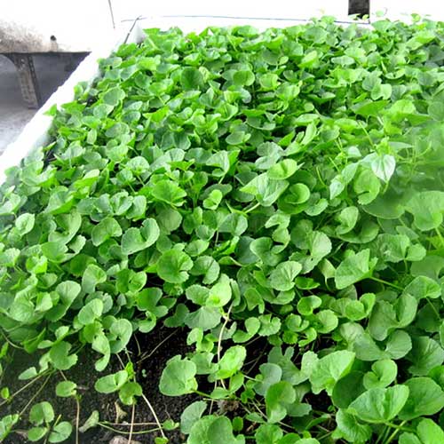 Hạt Giống Rau Má Tốt Cho Sức Khỏe, Phát Triển Nhanh, Lây Lan Mạnh, Chịu Úng Tốt Gói 1Gram - Nông Sản Vàng