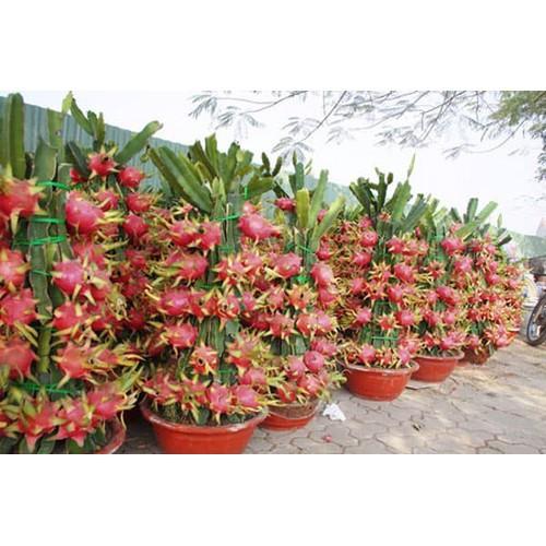 CÂY GIỐNG CÂY THANH LONG VỎ ĐỎ RUỘT TRẮNG MỌNG THỊT BÌNH THUẬN, QUẢ SỚM, SIÊU QUẢ , SIÊU NGỌT, SIÊU NĂNG SUẤT