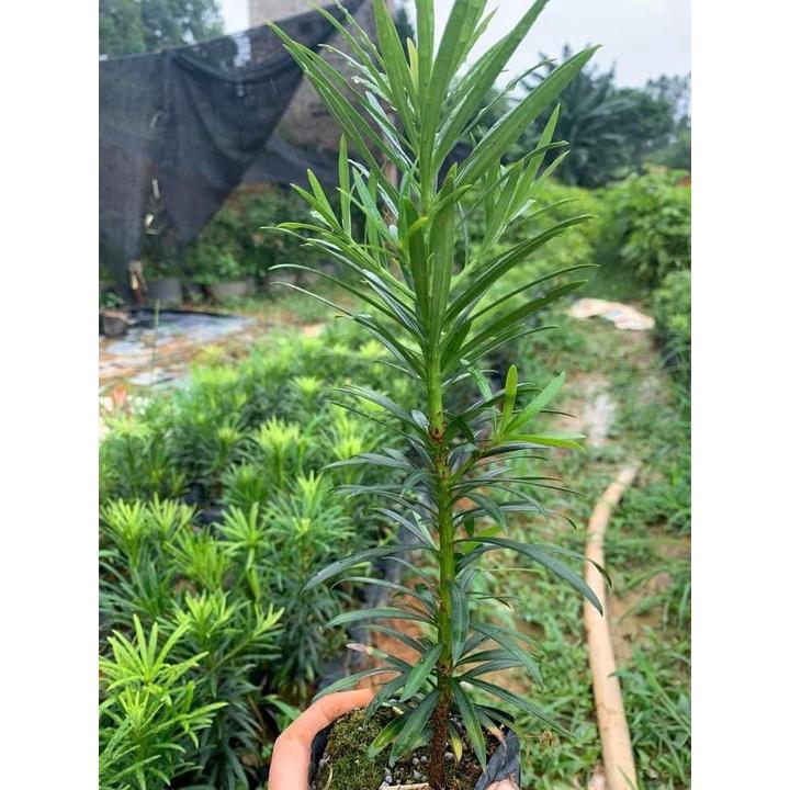 CÂY GIỐNG TÙNG LA HÁN