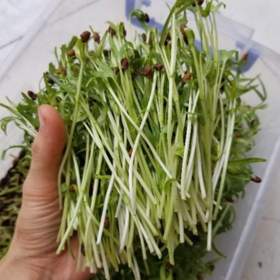50gr hạt giống mầm rau muống Thái