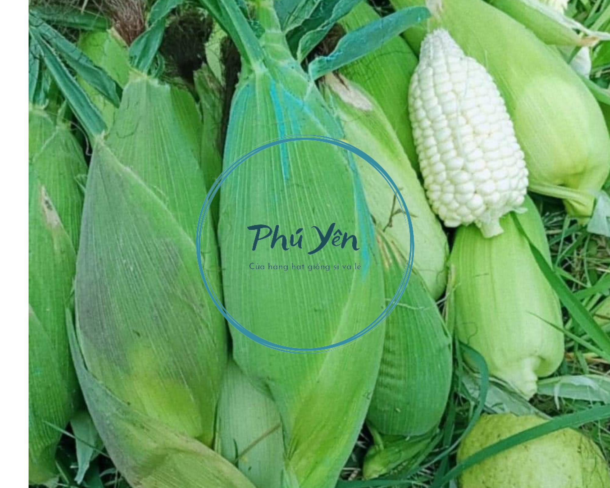 2 kg Hạt giống bắp nù sữa