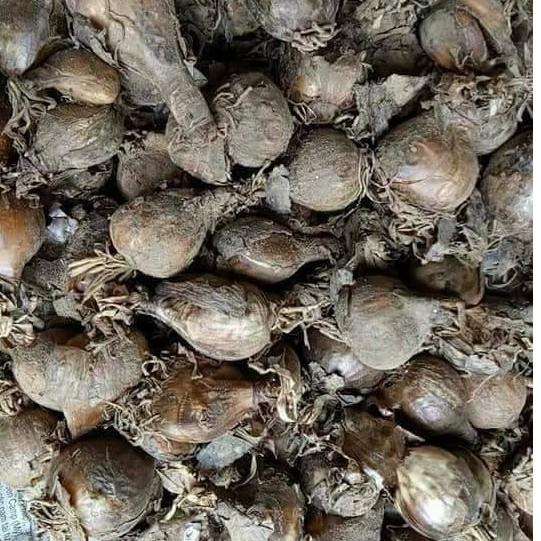 Củ giống hoa bỉ ngạn hồng
